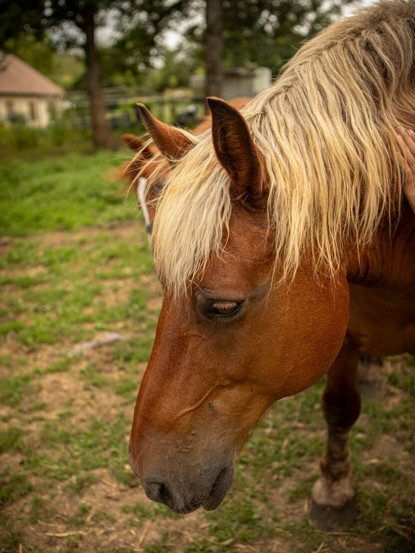Domaine BILLARD cheval de traie Rafale