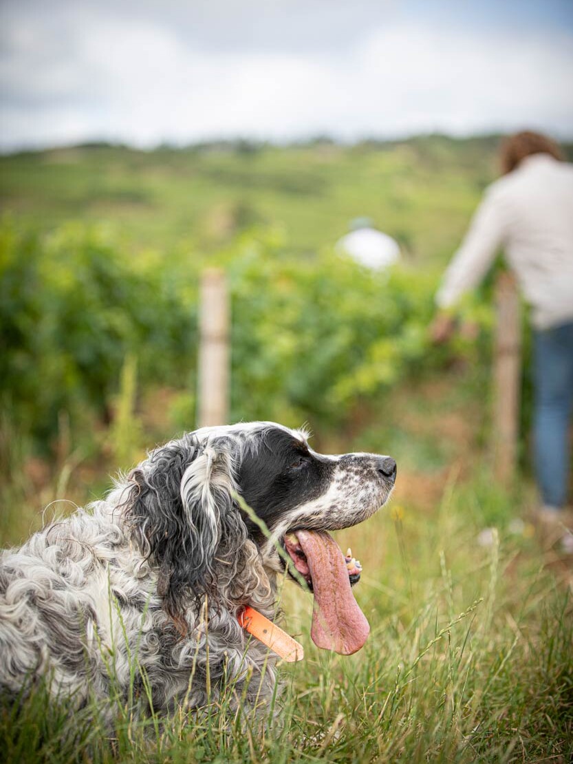 domaine BILLARD haddock